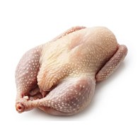 M.G. KURCZAK Tuszka ok. 2kg